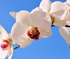 马尾正规助孕捐卵机构，附正规捐卵机构报名表！